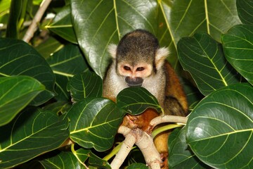 Squirrel Monkey, saimiri sciureus, Adult standing in Tree