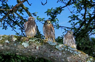 COMMON KESTREL falco tinnunculus, YOUNGS OUT OF NEST, NORMANDY IN FRANCE