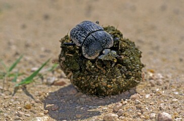 DUNG BEETLE, ROLLING DUNG BALL, KENYA