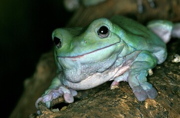 WHITE'S TREE FROG litoria caerulea, AUSTRALIA