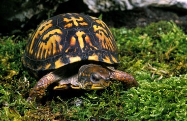 EASTERN BOX TURTLE terrapene carolina