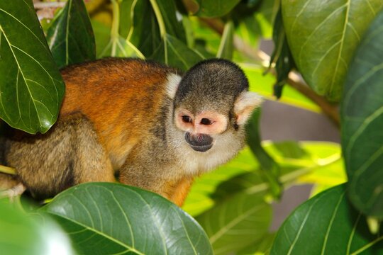Squirrel Monkey, saimiri sciureus, Adult standing in Tree