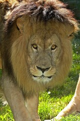 AFRICAN LION panthera leo, PORTRAIT OF MALE