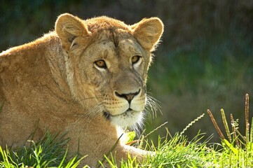 AFRICAN LION panthera leo, PORTRAIT OF FEMALE