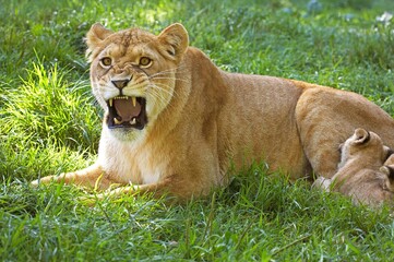 AFRICAN LION panthera leo, FEMALE GROWLING WITH BABY