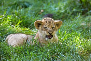 AFRICAN LION panthera leo, BABY LAYING DOWN IN GRASS