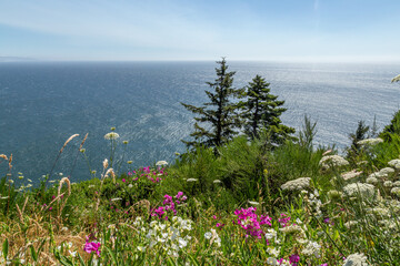 Flowers and pine trees on a hill in front of the Pacific Ocean