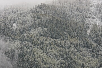 Obraz na płótnie Canvas winter forest in heavy snow