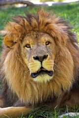 AFRICAN LION panthera leo, PORTRAIT OF MALE