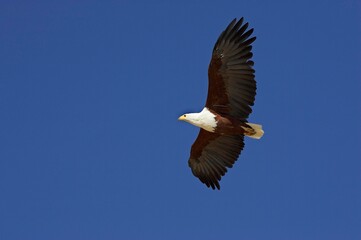 AFRICAN FISH-EAGLE haliaeetus vocifer, ADULT IN FLIGHT, BARINGO LAKE IN KENYA