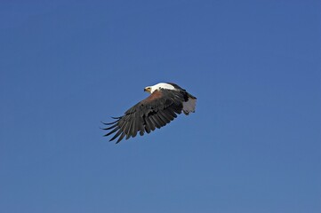 AFRICAN FISH-EAGLE haliaeetus vocifer, ADULT IN FLIGHT, BARINGO LAKE IN KENYA