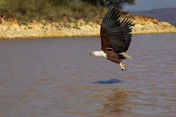 AFRICAN FISH-EAGLE haliaeetus vocifer, ADULT IN FLIGHT, FISHING WITH FISH IN ITS CLAWS, BARINGO...