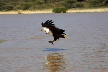 AFRICAN FISH-EAGLE haliaeetus vocifer, ADULT IN FLIGHT, FISHING, BARINGO LAKE IN KENYA