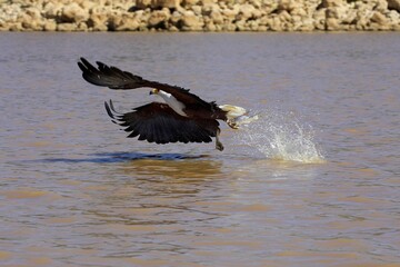 AFRICAN FISH-EAGLE haliaeetus vocifer, ADULT IN FLIGHT, FISHING WITH FISH IN ITS CLAWS, BARINGO LAKE IN KENYA