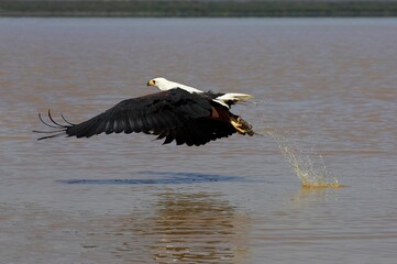 AFRICAN FISH-EAGLE haliaeetus vocifer, ADULT IN FLIGHT, FISHING WITH FISH IN ITS CLAWS, BARINGO LAKE IN KENYA