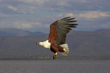 AFRICAN FISH-EAGLE haliaeetus vocifer, ADULT IN FLIGHT, FISHING, BARINGO LAKE IN KENYA