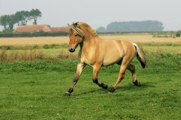 NORWEGIAN FJORD HORSE, STALLION TROTTING THROUGH MEADOW