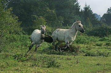 Naklejka premium NORWEGIAN FJORD HORSE, ADULTS GALLOPING THROUGH MEADOW