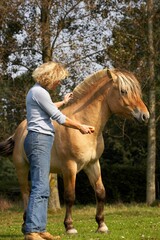 NORWEGIAN FJORD HORSE, WOMAN GIVING BRED TO STALLION