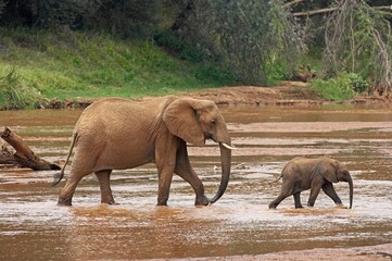 AFRICAN ELEPHANT loxodonta africana, MOTHER WITH YOUNG CROSSING RIVER, MASAI MARA PARK IN KENYA
