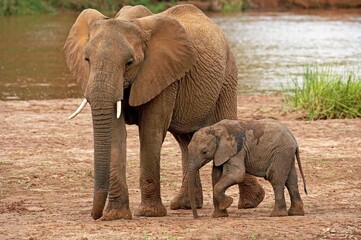 Fototapeta na wymiar AFRICAN ELEPHANT loxodonta africana, MOTHER WITH BABY, MASAI MARA PARK IN KENYA