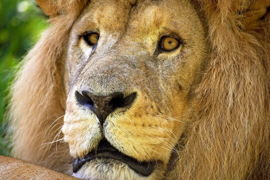 AFRICAN LION panthera leo, HEAD CLOSE-UP OF ADULT