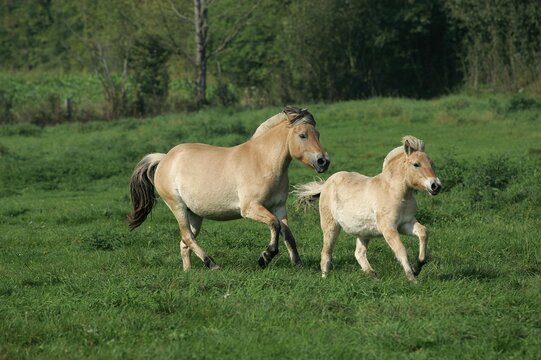 NORWEGIAN FJORD HORSE, MARE WITH FOAL TROTTING THROUGH MEADOW