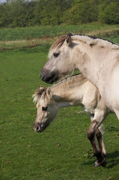NORWEGIAN FJORD HORSE, MARE WITH FOAL