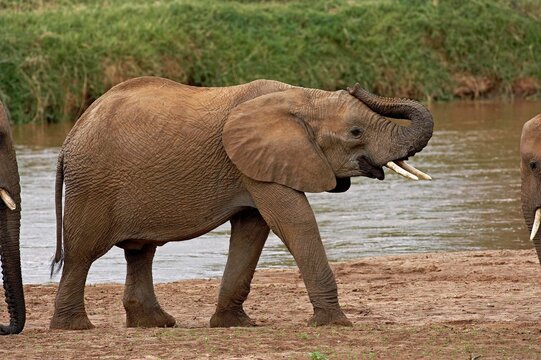 AFRICAN ELEPHANT loxodonta africana, MASAI MARA PARK IN KENYA