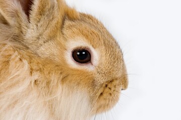 RED DWARF RABBIT AGAINST WHITE BACKGROUND