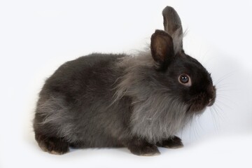 BLACK DWARF RABBIT AGAINST WHITE BACKGROUND