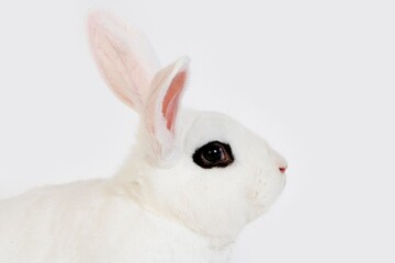HOTOT RABBIT, A FRENCH BREED FROM NORMANDY