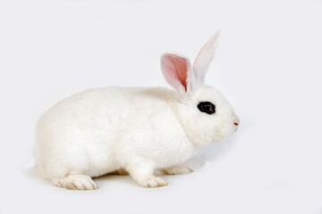 HOTOT RABBIT, A FRENCH BREED FROM NORMANDY