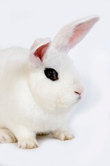 HOTOT RABBIT, A FRENCH BREED FROM NORMANDY