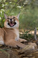 CARACAL caracal caracal, ADULT GROWLING, NAMIBIA