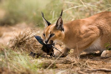 CARACAL caracal caracal, ADULT WITH A KILL, A CAPE GLOSSY STARLING, NAMIBIA
