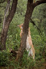 CARACAL caracal caracal, ADULT CLIMBING TREE TRUNK, NAMIBIA