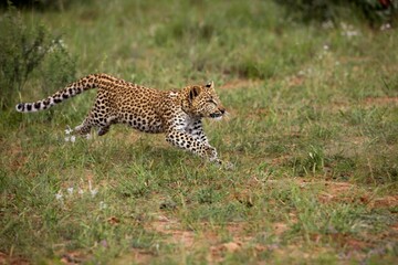 LEOPARD (4 MONTHS OLD CUB) panthera pardus, RUNNING THROUGH BUSH, NAMIBIA