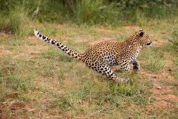 LEOPARD (4 MONTHS OLD CUB) panthera pardus, RUNNING THROUGH BUSH, NAMIBIA