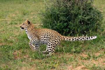 LEOPARD (4 MONTHS OLD CUB) panthera pardus, RUNNING THROUGH BUSH, NAMIBIA