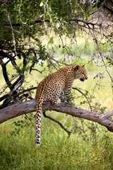LEOPARD (4 MONTHS OLD CUB) panthera pardus, YOUNG STANDING ON BRANCH, NAMIBIA