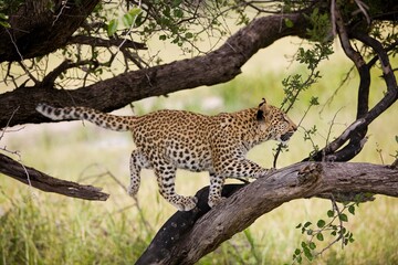 LEOPARD (4 MONTHS OLD CUB) panthera pardus, YOUNG LEAPING ON BRANCH, NAMIBIA