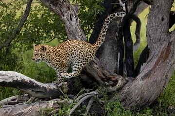 LEOPARD (4 MONTHS OLD CUB) panthera pardus, YOUNG PLAYING IN TREE, NAMIBIA