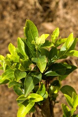 COCA PLANTATION erythroxylum coca, LEAFS PRODUCING COCAINE, PERU