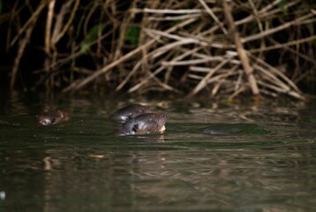 GIANT OTTER pteronura brasiliensis, MANU NATIONAL PARC IN PERU