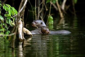 GIANT OTTER pteronura brasiliensis, FEMALE WITH YOUNG, MANU NATIONAL PARC IN PERU