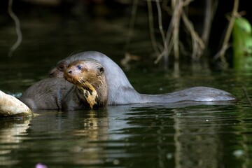 GIANT OTTER pteronura brasiliensis, FEMALE WITH YOUNG, MANU NATIONAL PARC IN PERU