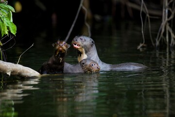 GIANT OTTER pteronura brasiliensis, FEMALE WITH YOUNGS, MANU NATIONAL PARC IN PERU