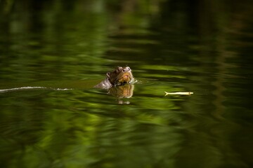 GIANT OTTER pteronura brasiliensis, MANU NATIONAL PARC IN PERU