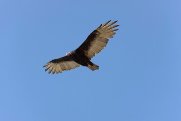 TURKEY VULTURE cathartes aura, ADULT IN FLIGHT, PARACAS NATIONAL PARC IN PERU